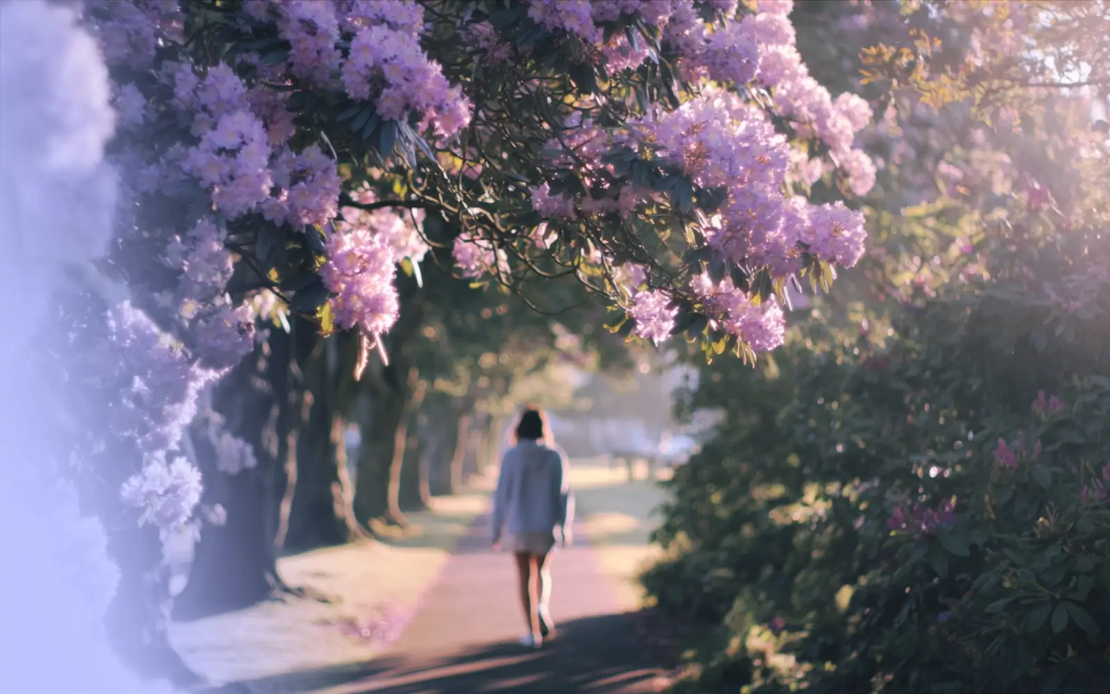 Lifelong Learning Strategies - Master Active Learning